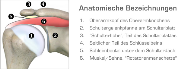 schulter_anatomie